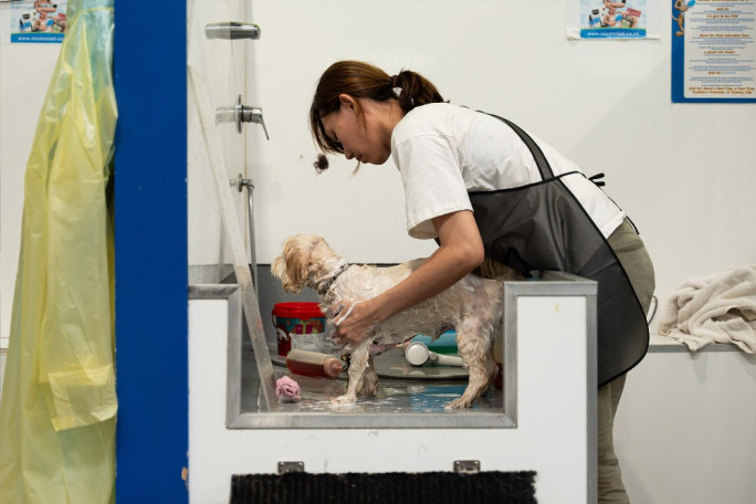 Dog Wash Business for Sale Rosedale Auckland 