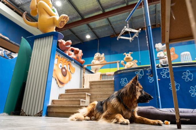 Dog Wash Business for Sale Rosedale Auckland 