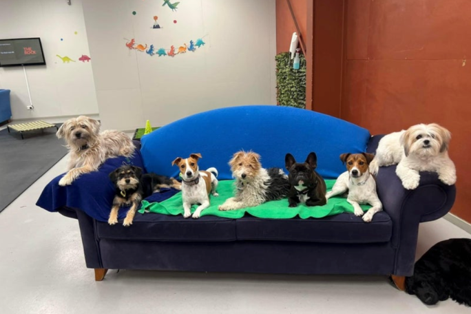 Dog Day Care Business for Sale Hastings