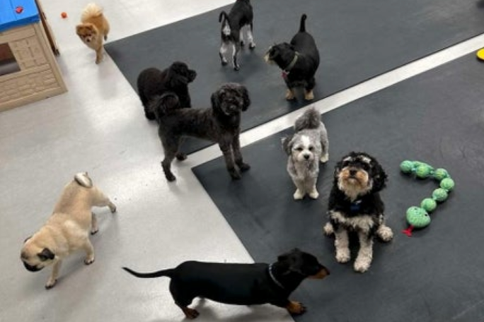 Dog Day Care Business for Sale Hastings 