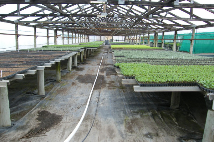 Plant Nursery Business for Sale Hawkes Bay