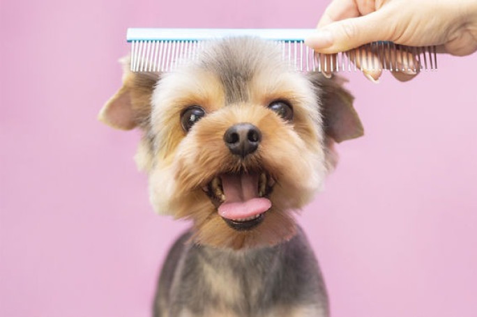 Mobile Dog Grooming  Business for Sale Nelson 